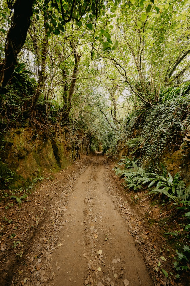 image of a Holloway in nature