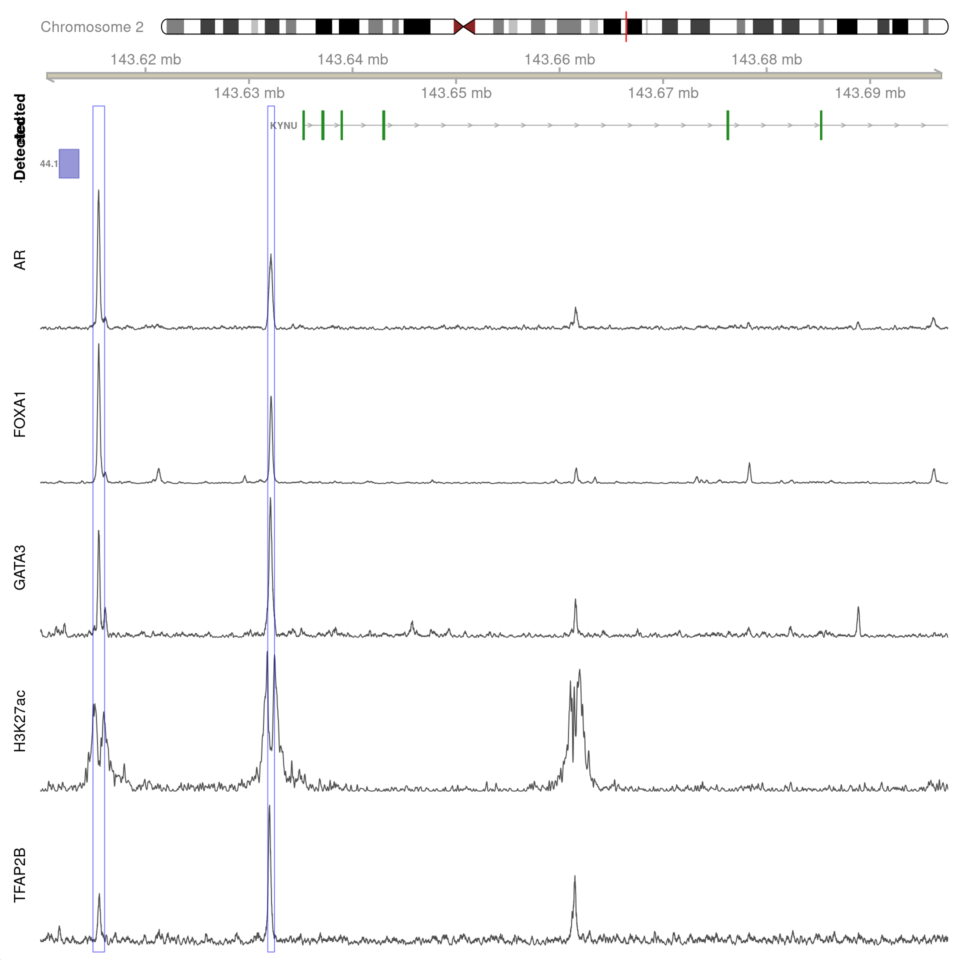 All H3K27ac-associated peaks where all four targets were detected, and which map to *KYNU*. No HiC interaction bins were found in this region.