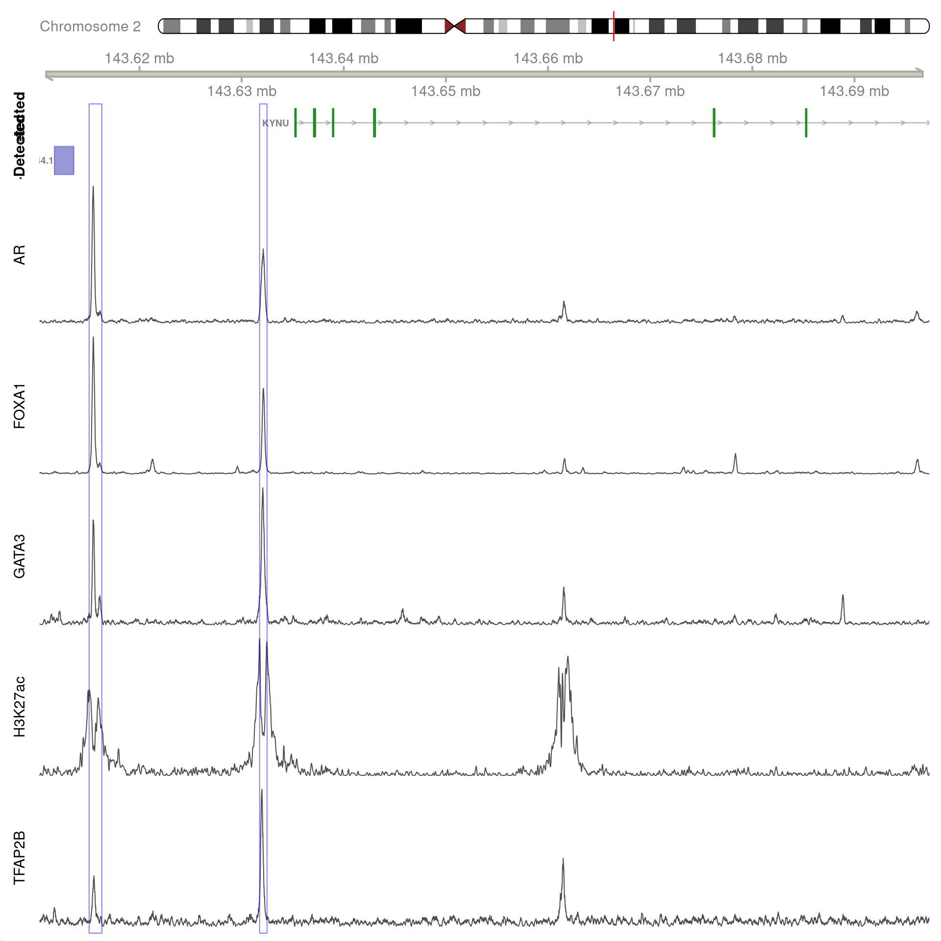 All H3K27ac-associated peaks where all four targets were detected, and which map to *KYNU*. No HiC interaction bins were found in this region.