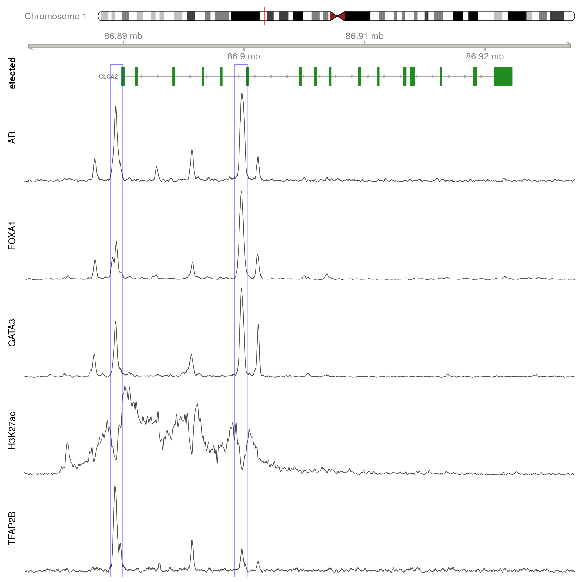 All H3K27ac-associated peaks where all four targets were detected, and which within the transcribed region for *CLCA2*. No HiC data is shown.