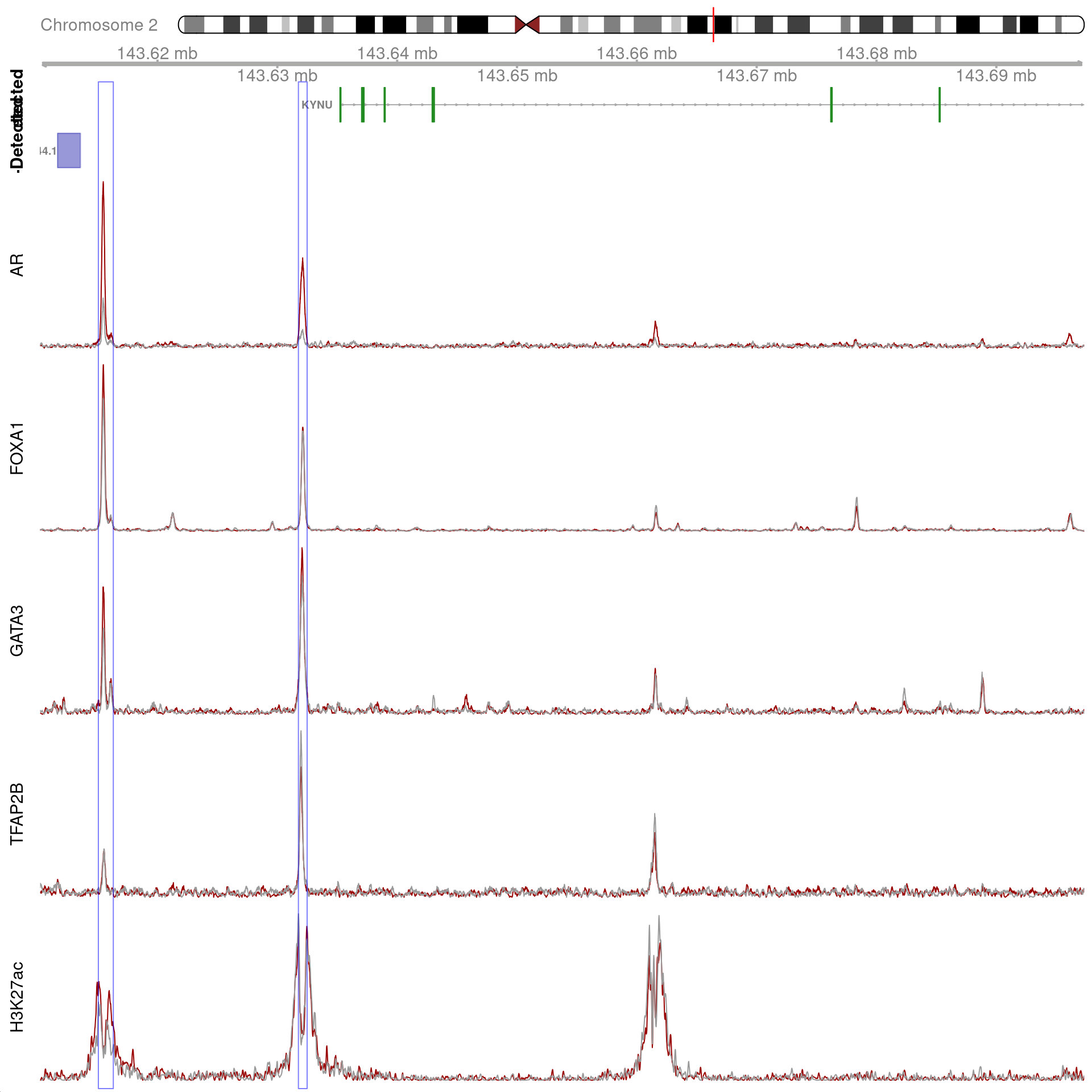 All H3K27ac-associated peaks where all four targets were detected, and which map to *KYNU*. No HiC interaction bins were found in this region.