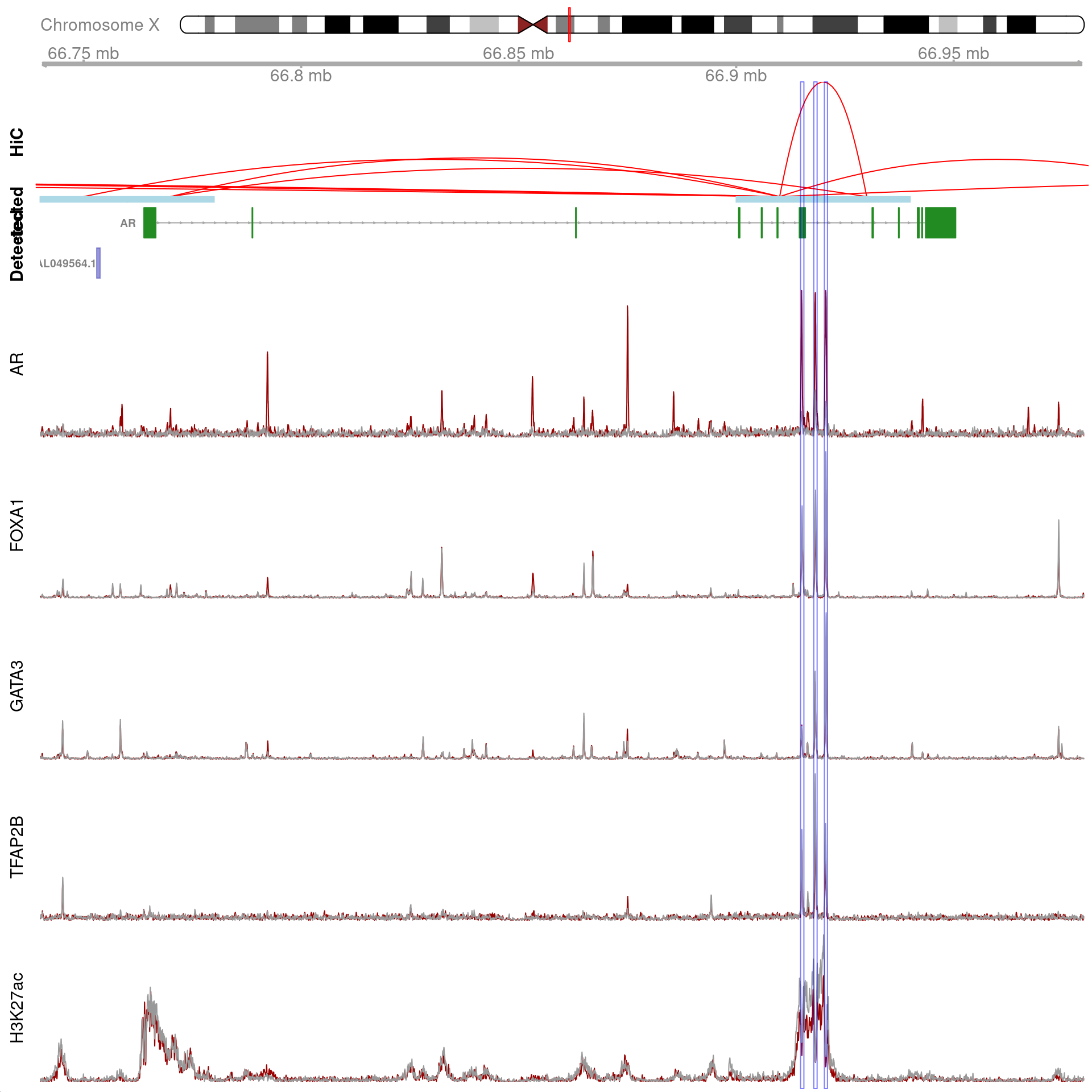 All H3K27ac-associated peaks where all four targets were detected, which map to *AR* and are within 100kb of the gene. Only the low-resolution 20kb HiC interaction bins are shown.