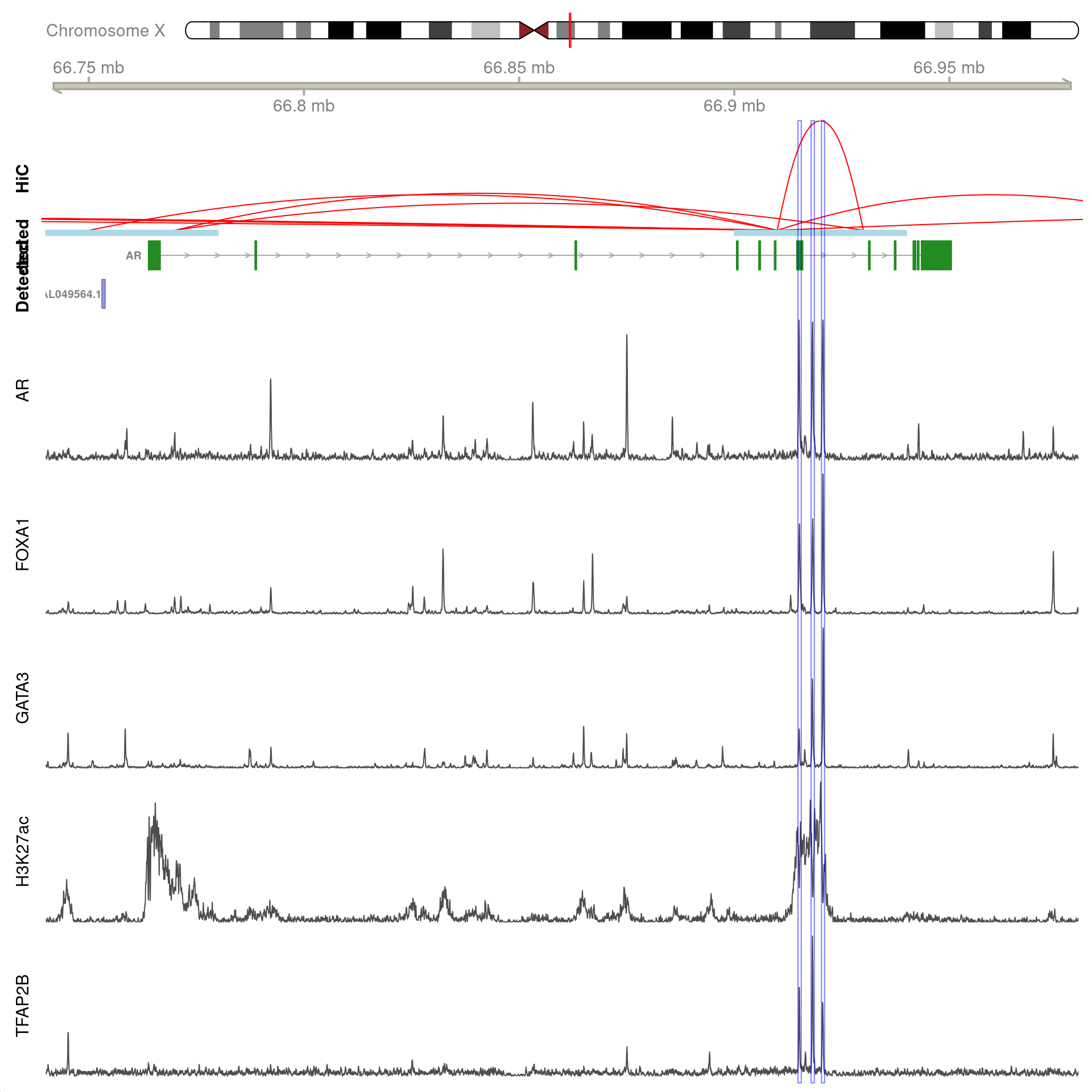 All H3K27ac-associated peaks where all four targets were detected, which map to *AR* and are within 100kb of the gene. Only the low-resolution 20kb HiC interaction bins are shown.