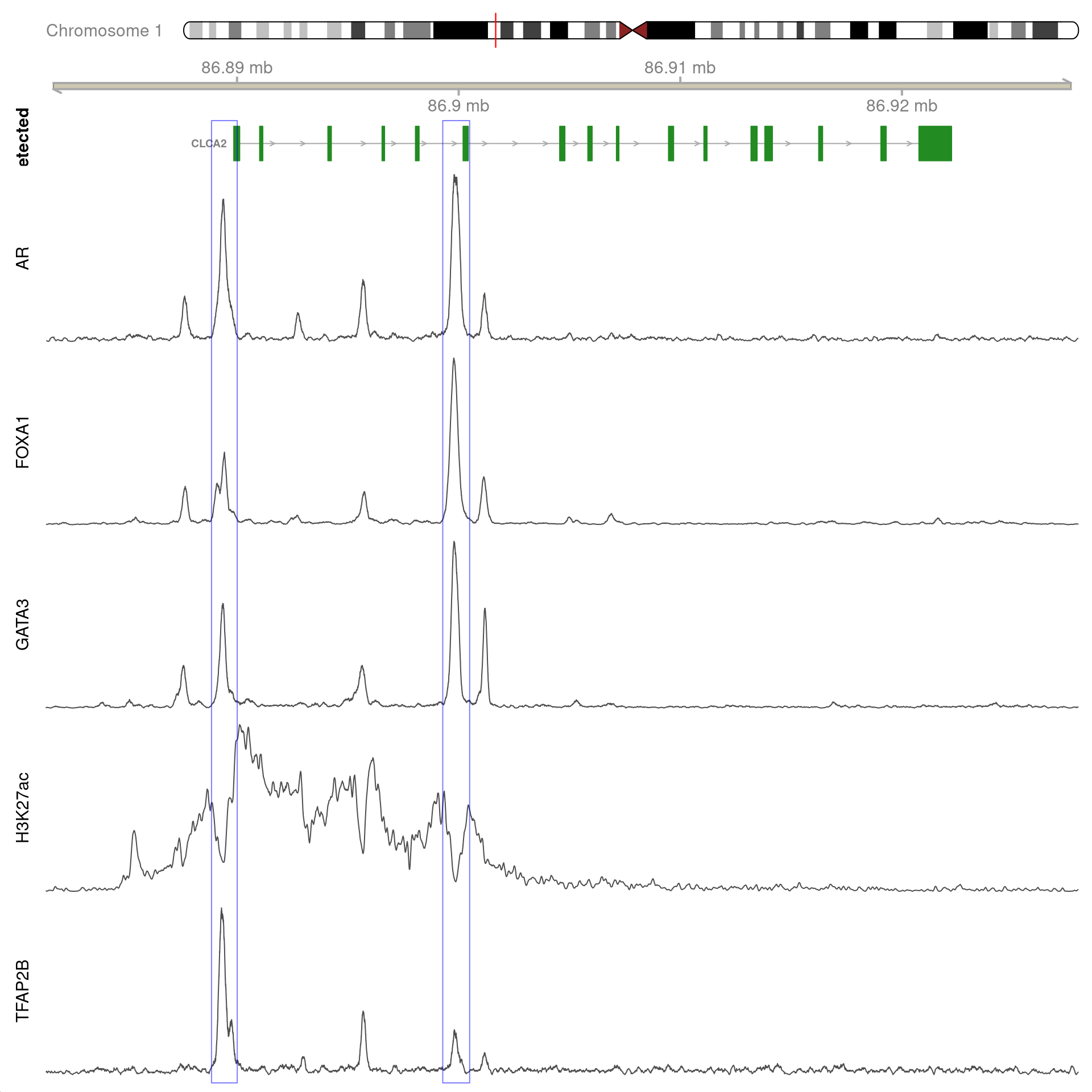 All H3K27ac-associated peaks where all four targets were detected, and which within the transcribed region for *CLCA2*. No HiC data is shown.