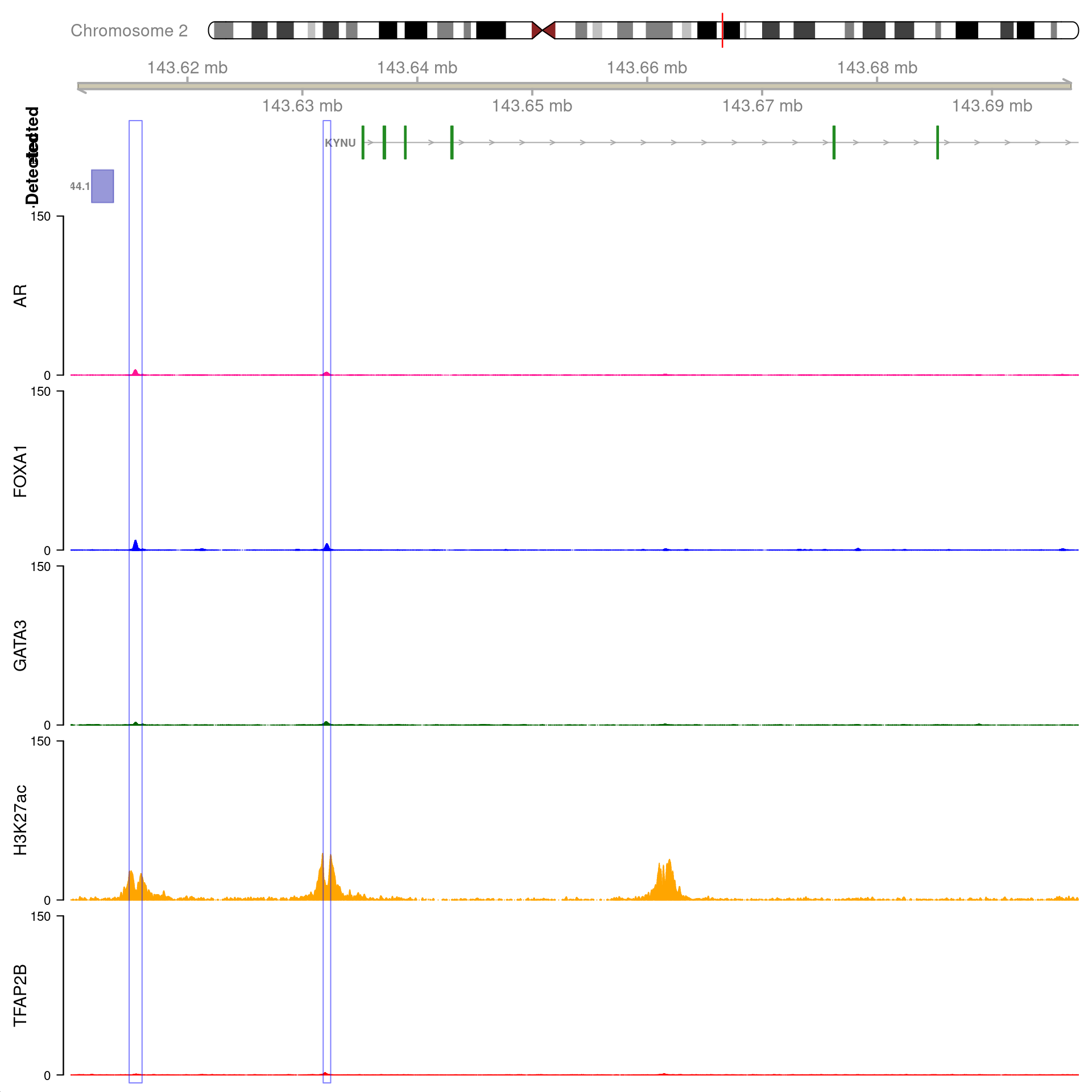 All H3K27ac-associated peaks where all four targets were detected, and which map to *KYNU*. No HiC interaction bins were found in this region.