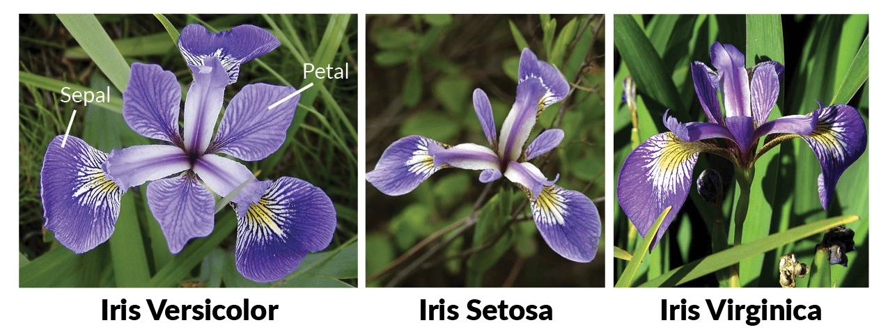 Iris Flower Species