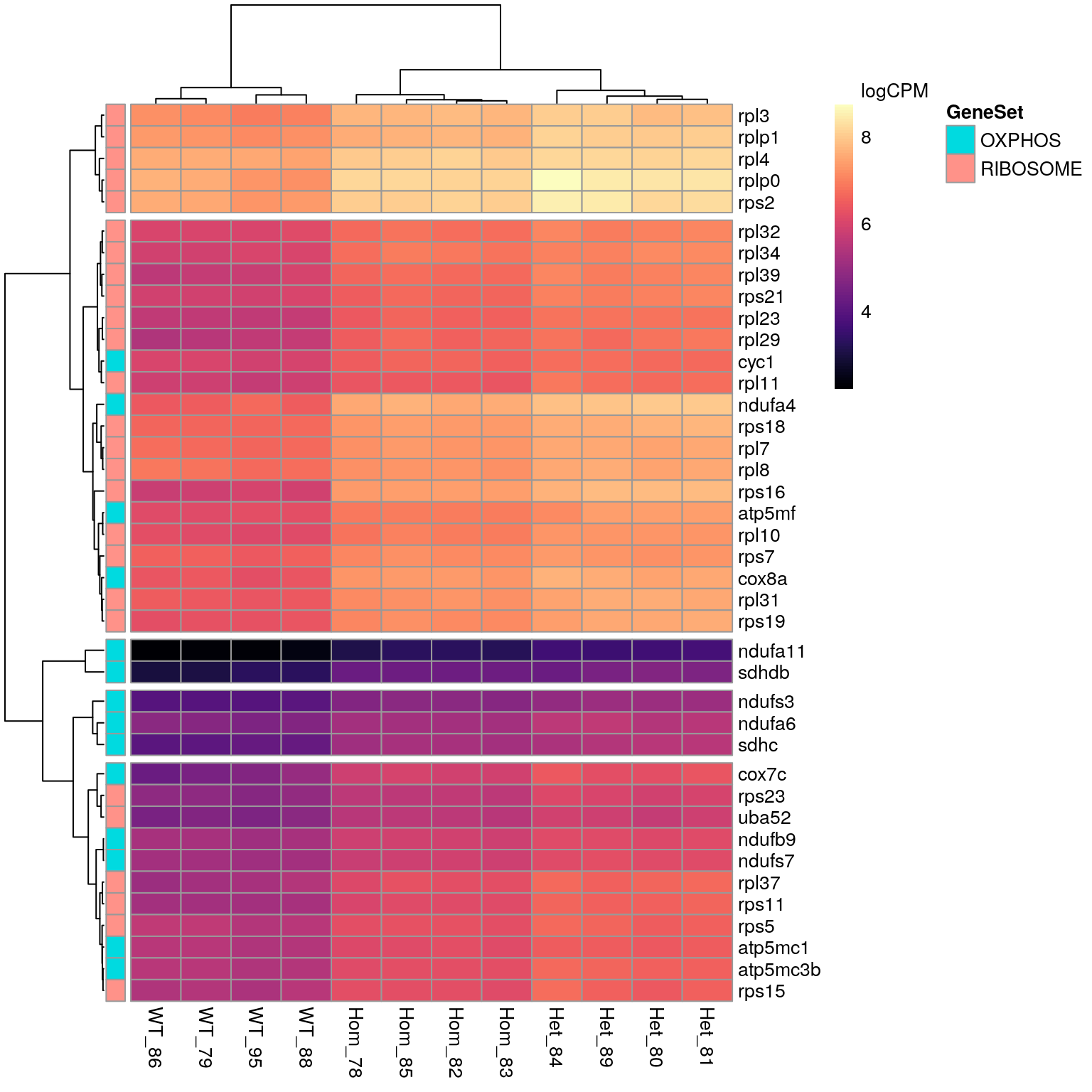 *Given that the largest gene sets within the KEGG results were Oxidative Phosphorylation and Ribosomal gene sets, all DE genes associated with these KEGG terms are displayed below. All genes appear to show increased expression in mutant samples.*