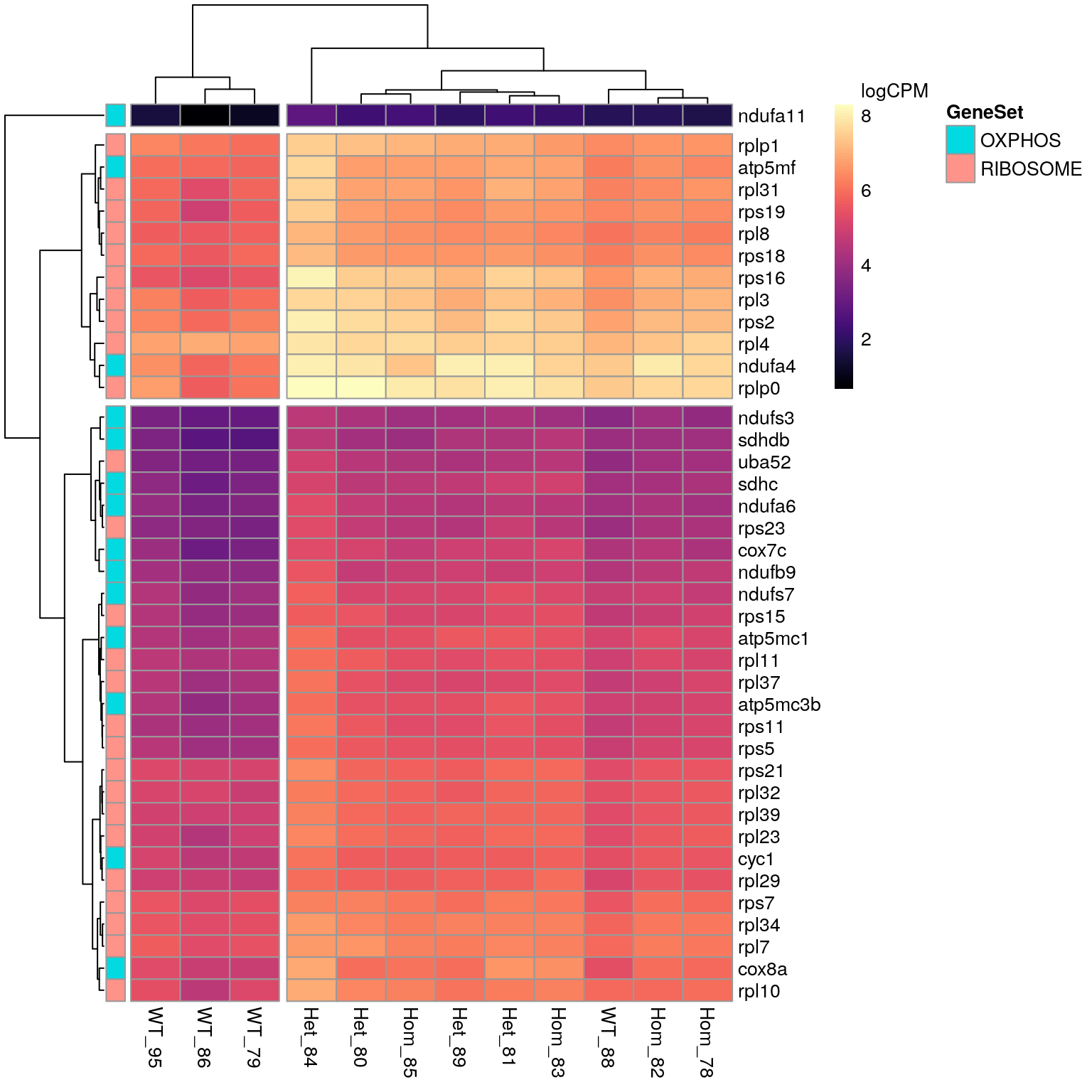 *Given that the largest gene sets within the KEGG results were Oxidative Phosphorylation and Ribosomal gene sets, all DE genes associated with these KEGG terms are displayed. All genes appear to show increased expression in mutant samples.*