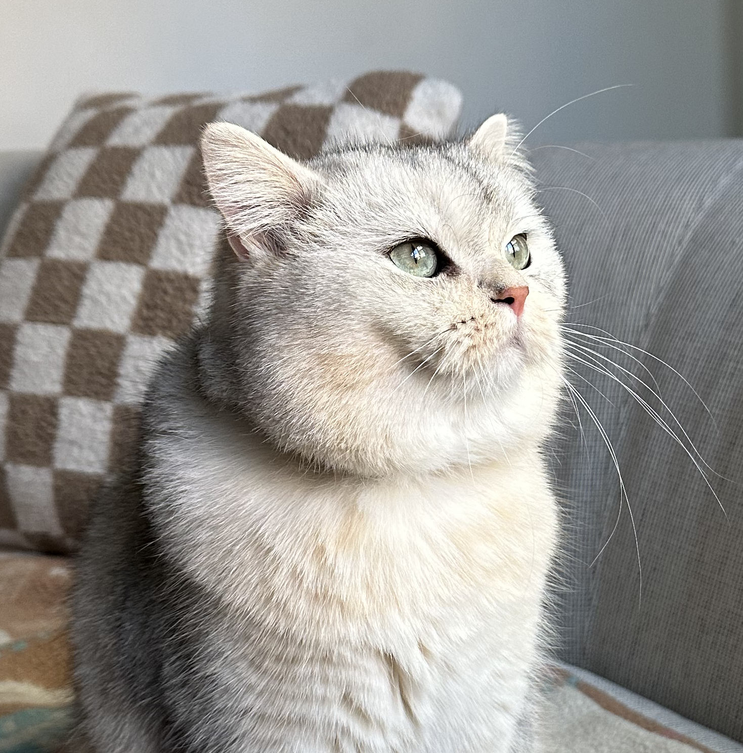 bibi