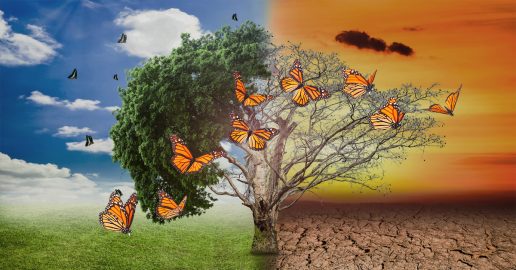 climate crisis for butterflies