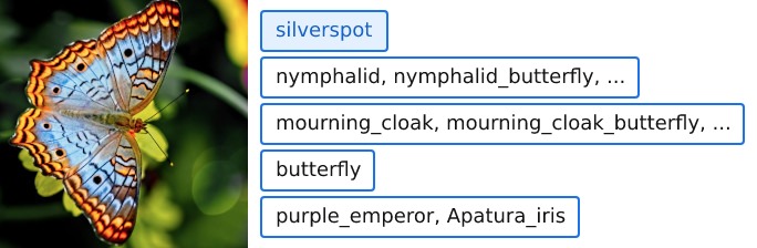 An image of a butterfly and 5 matching labels next to it