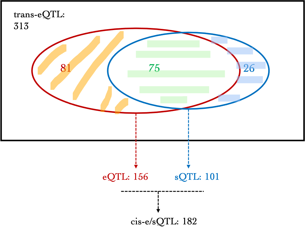 Are trans-eQTLs cis-e/sQTLs?