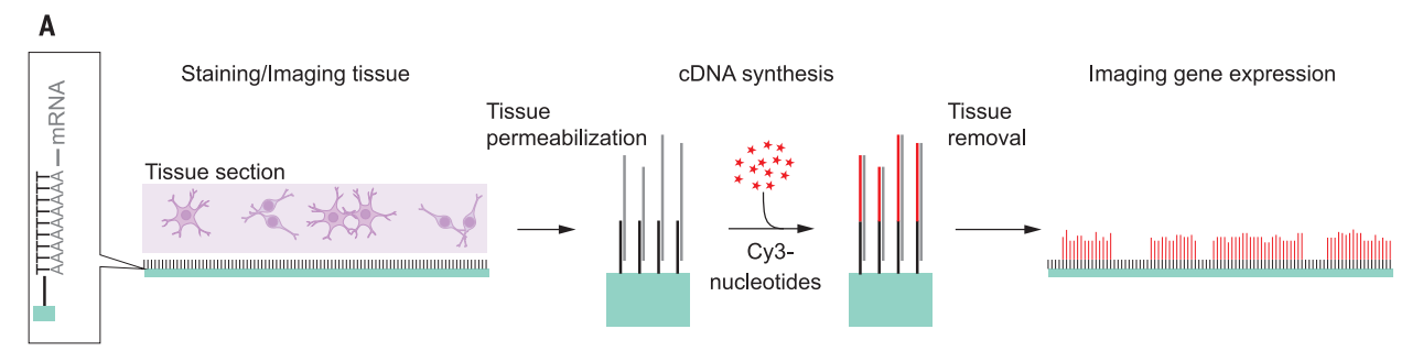 Schematic Spatial Transcriptomics