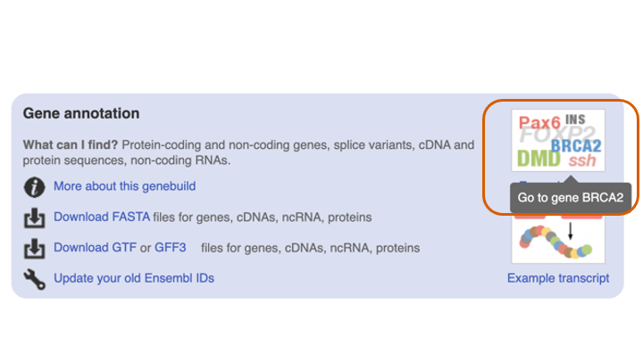 Investigate the BRCA gene as an example