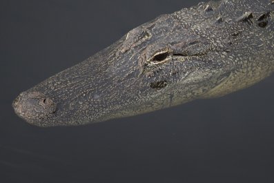 Alligator