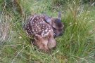 red-deer-calf-isle-rum-scotland