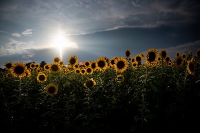 sunflowers