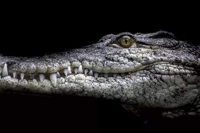 cul-extremevacations-banner