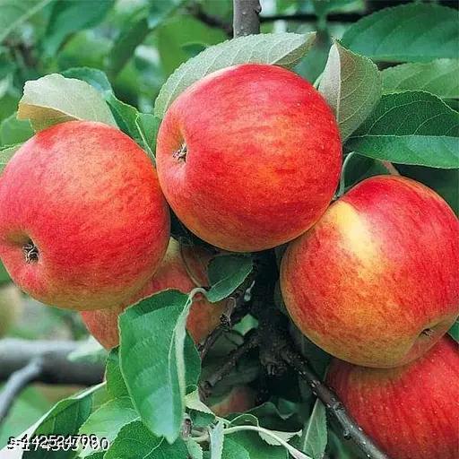 red appple fruit plant - My Health Plan