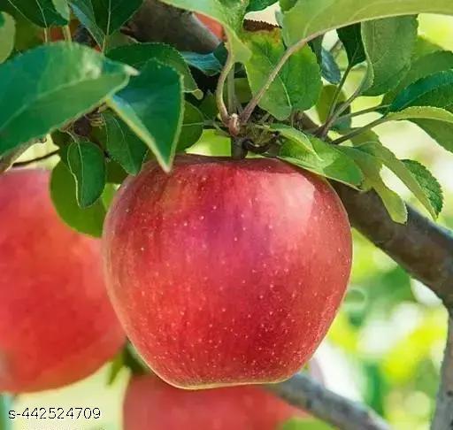 red appple fruit plant - My Health Plan