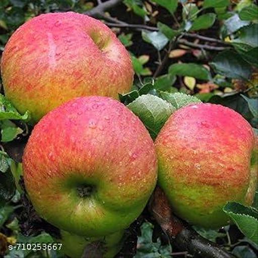 Original Variety HRMN-99 Apple Plant Hybrid Plant For Hot Climate/Hot Weather-From Shimla-Himachal Pradesh All India Weather for Your Garden | Pack of 1 Plant. - My Health Plan