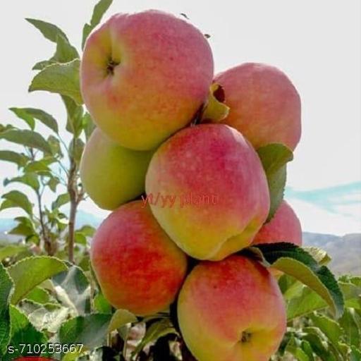 Original Variety HRMN-99 Apple Plant Hybrid Plant For Hot Climate/Hot Weather-From Shimla-Himachal Pradesh All India Weather for Your Garden | Pack of 1 Plant. - My Health Plan