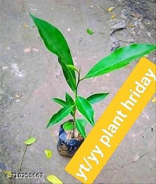 Original Variety HRMN-99 Apple Plant Hybrid Plant For Hot Climate/Hot Weather-From Shimla-Himachal Pradesh All India Weather for Your Garden | Pack of 1 Plant. - My Health Plan