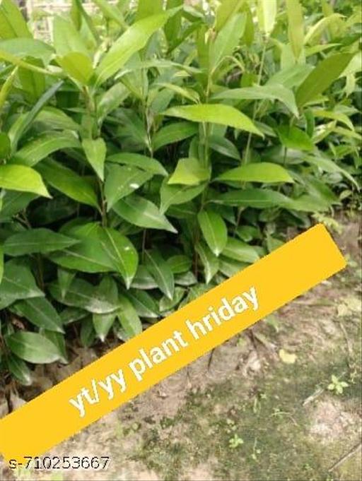 Original Variety HRMN-99 Apple Plant Hybrid Plant For Hot Climate/Hot Weather-From Shimla-Himachal Pradesh All India Weather for Your Garden | Pack of 1 Plant. - My Health Plan