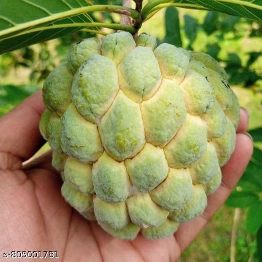 Custard Apple Seeds 1 Kg | Sitaphal Beej for Farming & Gardening | High Germination Annona Squamosa Seeds | Fruit Tree Seeds for Home Garden & Nursery - My Health Plan