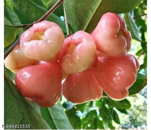 Orange star Apple - My Health Plan