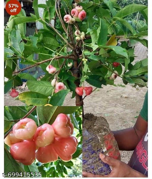 Orange star Apple - My Health Plan