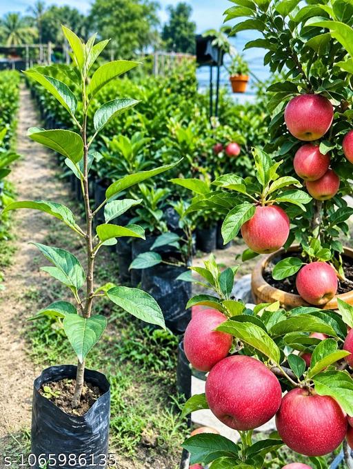 kasmir  plant - My Health Plan