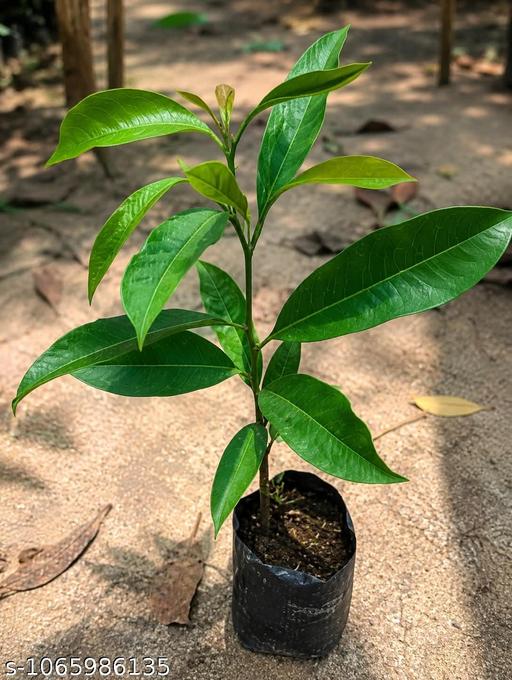 kasmir  plant - My Health Plan