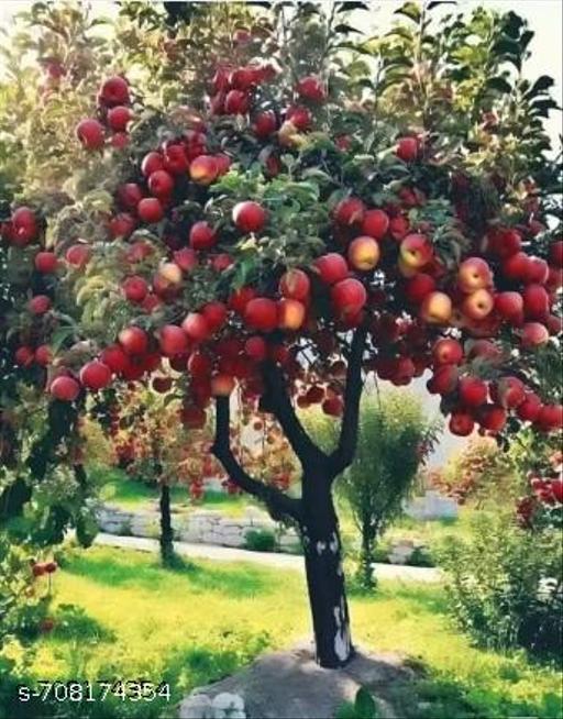Pack Of -2-Hybrid kasmiri @pple plant  - My Health Plan