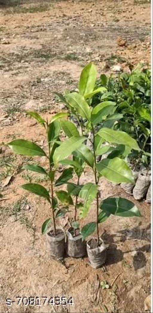 Pack Of -2-Hybrid kasmiri @pple plant  - My Health Plan