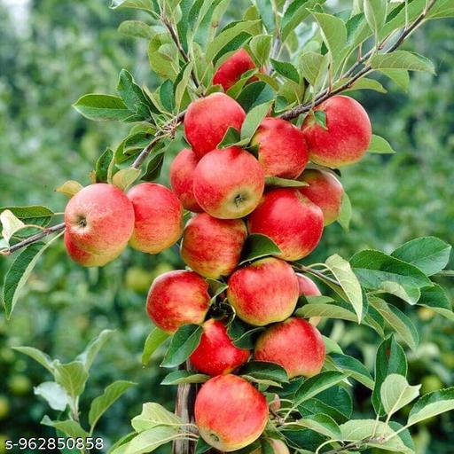 Super fast fruit and hybrid sweet delicious red colour apple tree plant  - My Health Plan