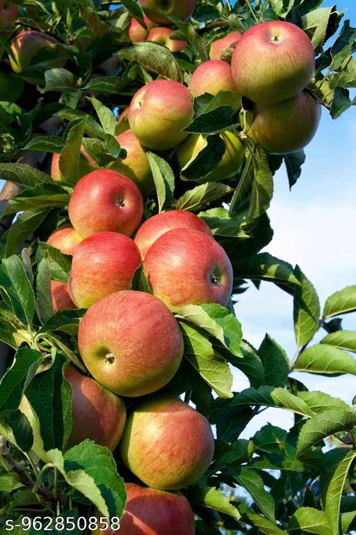 Super fast fruit and hybrid sweet delicious red colour apple tree plant  - My Health Plan