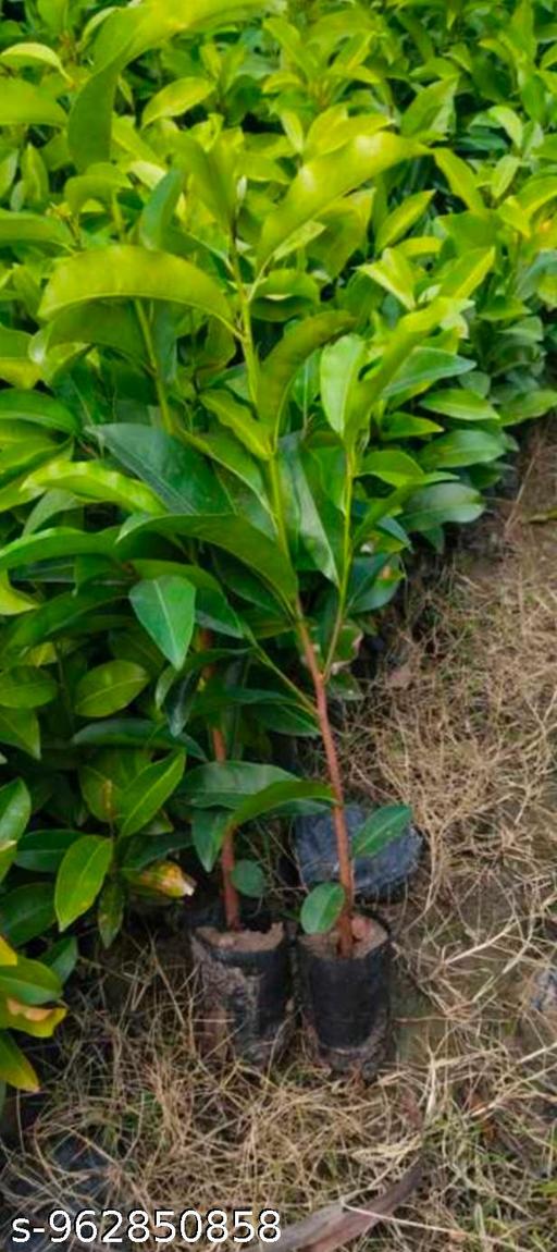 Super fast fruit and hybrid sweet delicious red colour apple tree plant  - My Health Plan