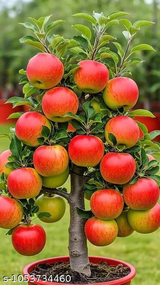 Apple plant ***** - My Health Plan