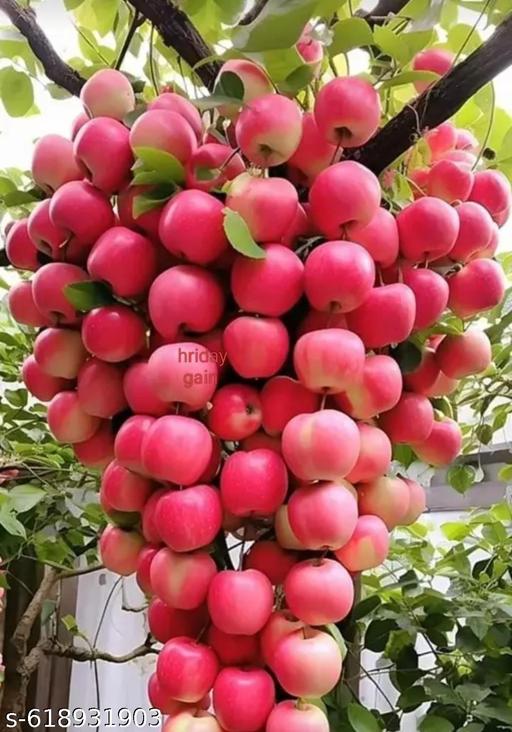99 () Red Apple Plant,Pack Of 1 Healthy Plant,Original Variety,''Fruit After 1 Year'' - My Health Plan