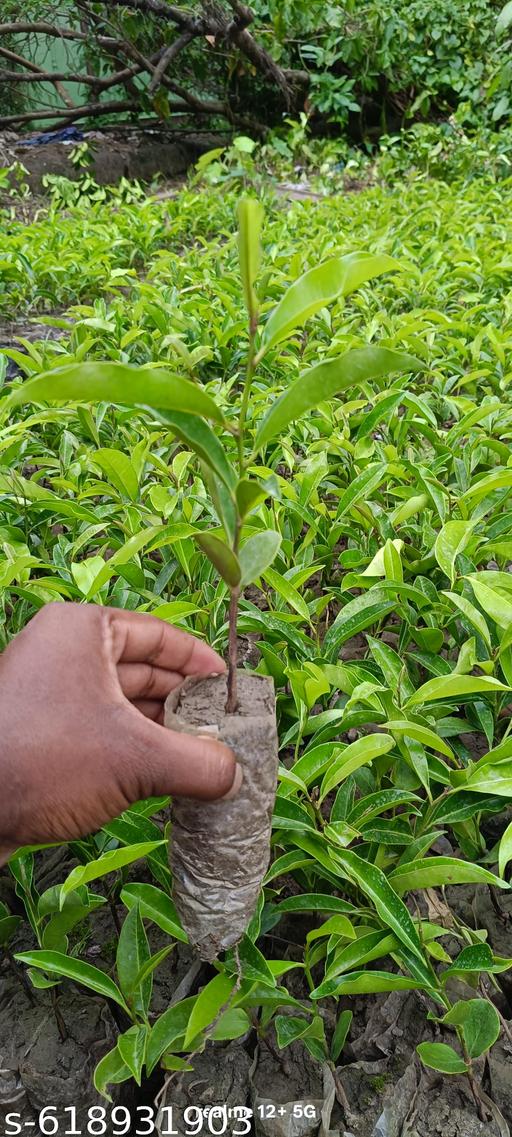 99 () Red Apple Plant,Pack Of 1 Healthy Plant,Original Variety,''Fruit After 1 Year'' - My Health Plan