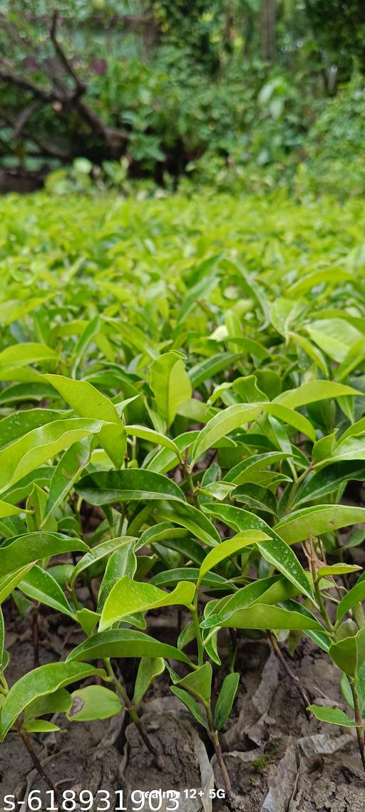 99 () Red Apple Plant,Pack Of 1 Healthy Plant,Original Variety,''Fruit After 1 Year'' - My Health Plan