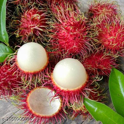 RareTesty Red Rambutan Tropical Fruit 1Healthy  Plant For Home Garden Tree - My Health Plan