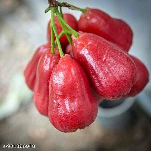 Sweet Red Water Apple Plant Big Size Thai Variety - Healthy Live Plant Pack of 1, Fruits After 1 Year for Garden & Pots - My Health Plan