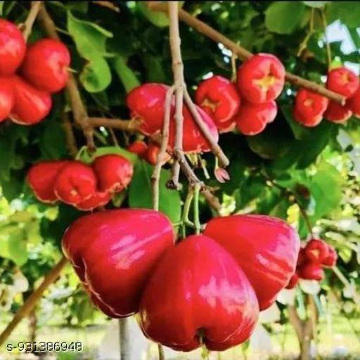 Sweet Red Water Apple Plant Big Size Thai Variety - Healthy Live Plant Pack of 1, Fruits After 1 Year for Garden & Pots - My Health Plan