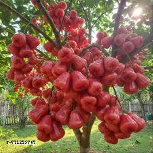 Sweet Red Water Apple Plant Big Size Thai Variety - Healthy Live Plant Pack of 1, Fruits After 1 Year for Garden & Pots - My Health Plan