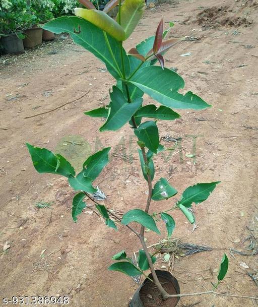 Sweet Red Water Apple Plant Big Size Thai Variety - Healthy Live Plant Pack of 1, Fruits After 1 Year for Garden & Pots - My Health Plan