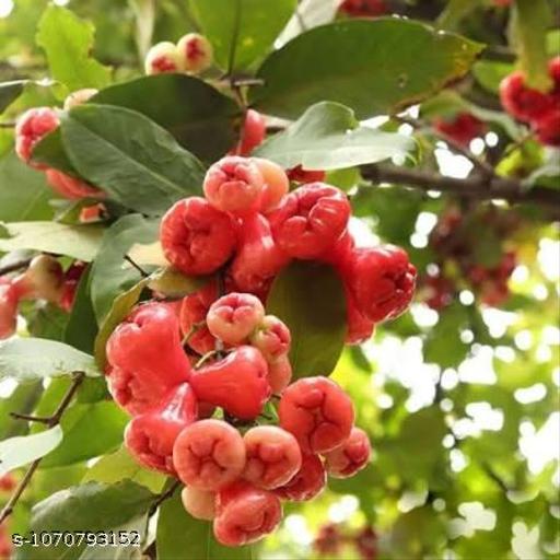 हाइब्रिड लाल पानी सेब के पौधे - My Health Plan