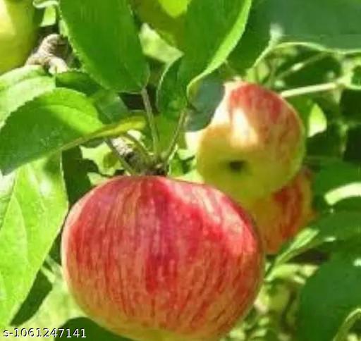  sweet apple tree  - My Health Plan