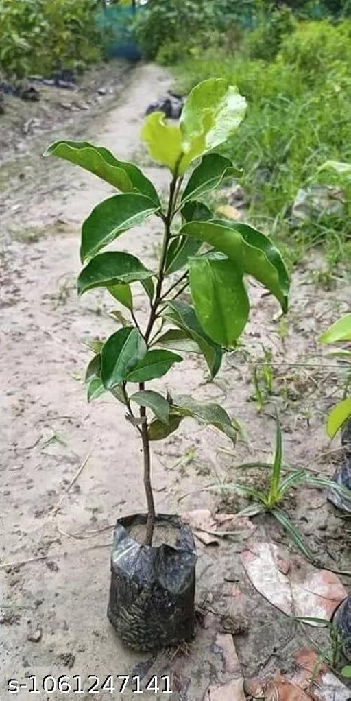  sweet apple tree  - My Health Plan